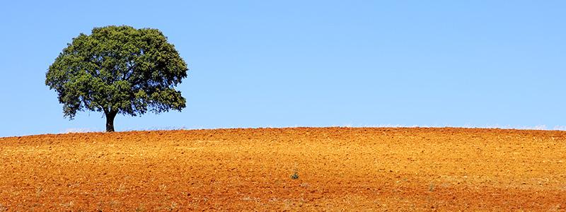 Korkeg i Algarve